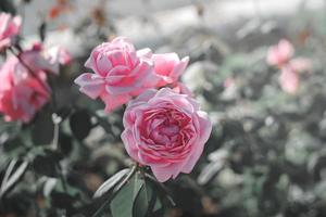 rosafarbene englische Rosen, die im Sommergarten blühen, eine der duftendsten Blumen, am besten riechende, schöne und romantische Blumen