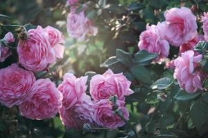 rosafarbene englische Rosen, die im Sommergarten blühen, eine der duftendsten Blumen, am besten riechende, schöne und romantische Blumen foto