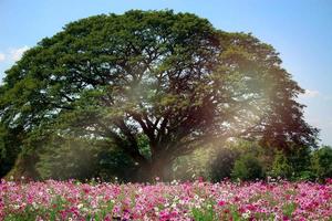 rosa kosmosblume blühendes kosmosblumenfeld, schönes klares natürliches parkbild des sommergartens im freien auf der jim thompson farm in nakornratchasrima, thailand foto