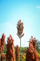 Sorghum-Ohr auf einem landwirtschaftlichen Feld, ägyptische Hirse, Feterita, Guinea-Mais, Jowar foto