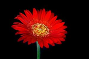 Nahaufnahme der schönen tiefroten Gerbera-Blume, die auf schwarzem Hintergrund blüht foto