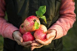 Rosa mit Streifen frische Äpfel aus Ästen in Frauenhänden auf dunkelgrünem Hintergrund. Herbsterntefest, Landwirtschaft, Gartenarbeit, Erntedankfest. warme Atmosphäre, natürliche umweltfreundliche Produkte foto