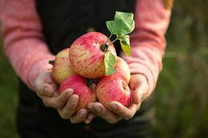 Rosa mit Streifen frische Äpfel aus Ästen in Frauenhänden auf dunkelgrünem Hintergrund. Herbsterntefest, Landwirtschaft, Gartenarbeit, Erntedankfest. warme Atmosphäre, natürliche umweltfreundliche Produkte foto