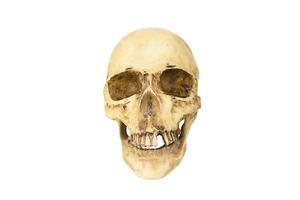 ein Modell eines menschlichen Schädels auf weißem Hintergrund, isoliert. Kopfknochen, Augenhöhlen, Zähne - ein Konzept für Wissenschaft, Medizin, Halloween.
