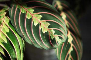 schöne Maranta-Blätter mit einem Ornament auf grauem Hintergrund, Nahaufnahme. Familie der Maranthaceae ist eine unprätentiöse Pflanze. Platz kopieren. Anbau von Topfpflanzen, grüne Wohnkultur, Pflege und Anbau foto