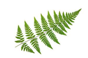grünes Farnblatt auf weißem Hintergrund, isolieren. natürliches trockenes Blatt der Pflanze, Ornament. foto