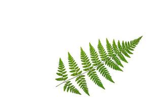 grünes Farnblatt auf weißem Hintergrund, isolieren. natürliches trockenes Blatt der Pflanze, Ornament. foto
