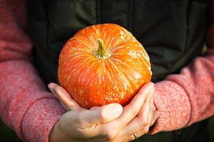 Oranger runder Kürbis in Frauenhänden auf dunkelgrünem Hintergrund. Herbsterntefest, Landwirtschaft, Gartenarbeit, Thanksgiving, Halloween. warme Atmosphäre, natürliche Produkte. Platz für Text foto