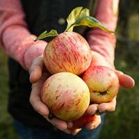 Rosa mit Streifen frische Äpfel aus Ästen in Frauenhänden auf dunkelgrünem Hintergrund. Herbsterntefest, Landwirtschaft, Gartenarbeit, Erntedankfest. warme Atmosphäre, natürliche umweltfreundliche Produkte foto