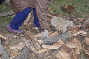 Sammeln von Brennholz nach dem Schneiden zum Trocknen und Heizen des Hauses foto
