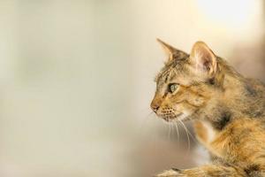 Nahaufnahme einer braunen Katze mit kurzen Haaren, die mit Kopierraum nach links schaut. Verwendung als Tier- und Wildtierhintergrund oder Tapetenkonzept