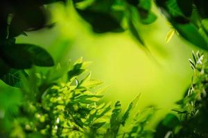 schönes grünes blatt der naturansicht auf unscharfem grünem hintergrund unter sonnenlicht mit bokeh und schatten und kopierraum unter verwendung der natürlichen pflanzenlandschaft des hintergrundes, ökologietapetenkonzept. foto