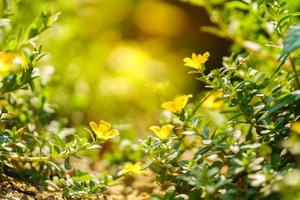 Nahaufnahme der gelben Blume und des grünen Blattes unter Sonnenlicht mit Kopienraum unter Verwendung der natürlichen Pflanzenlandschaft des Hintergrundes, Ökologietapetenkonzept. foto