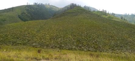 verschiedene arten von blumen und gräsern breiten sich über die wiesen in den indonesischen bromo-tengger-bergen aus foto