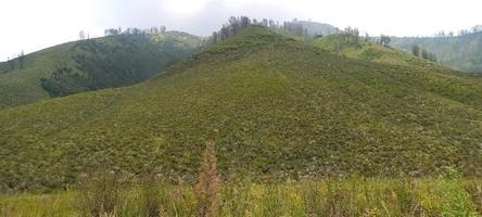 verschiedene arten von blumen und gräsern breiten sich über die wiesen in den indonesischen bromo-tengger-bergen aus foto