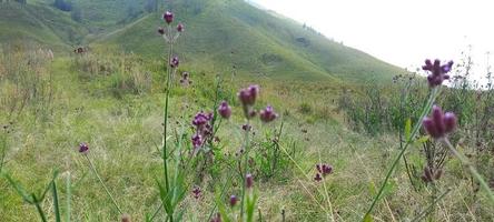 verschiedene arten von blumen und gräsern breiten sich über die wiesen in den indonesischen bromo-tengger-bergen aus foto