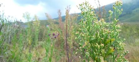 verschiedene arten von blumen und gräsern breiten sich über die wiesen in den indonesischen bromo-tengger-bergen aus foto