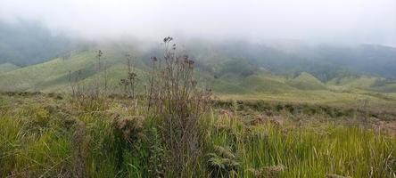 verschiedene arten von blumen und gräsern breiten sich über die wiesen in den indonesischen bromo-tengger-bergen aus foto