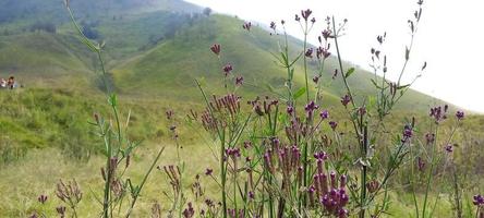 verschiedene arten von blumen und gräsern breiten sich über die wiesen in den indonesischen bromo-tengger-bergen aus foto