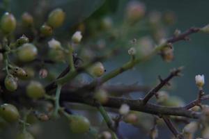 kleine unreife Beeren foto