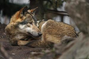 Eurasischer Wolf ruht