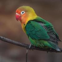 Fischers Lovebird auf Ast foto