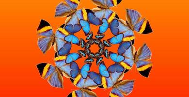 Spiegelkaleidoskop mit bunten Schmetterlingen. gelbe, blaue und braune schmetterlinge auf einem orangefarbenen hintergrund. foto