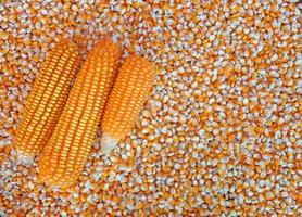 Mais auf Maiskörner zerschlagen, ganzer Hintergrund foto