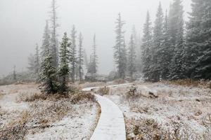 Holzweg in einem Winterwald foto