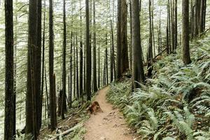 Wanderweg in einem üppigen Wald foto