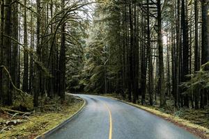 Straße durch einen Wald foto