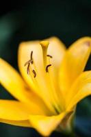 Nahaufnahme der schönen gelben Lilienblume auf Hintergrundgrün foto