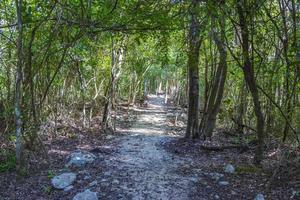 wandernder trekkingpfad an der höhlenhöhle cenote tajma ha mexiko. foto