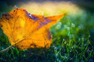 Orangenblatt im grünen Gras. Herbstsaison-Konzepthintergrund, schöne Herbstnahaufnahme. Herbstzeit Natur, herbstliche Vorlage für Design foto