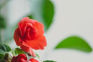 schöne rote Rosen. heimischer Pflanzenbalsam oder Impatiens. blühende blume im garten. foto