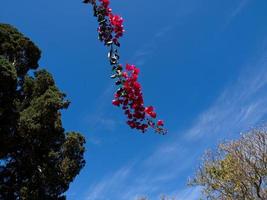 Insel Teneriffa in Spanien foto