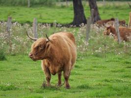 Kühe auf einer deutschen Wiese foto