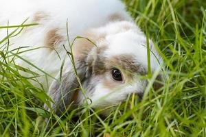 Kaninchen sind kleine Säugetiere. Hase ist ein umgangssprachlicher Name für ein Kaninchen. foto