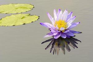 Lotus ist viele Farben und schön in Teichen. foto