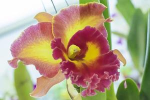 Cattleya ist eine Gattung von 113 Orchideenarten von Costa Rica und den Antillen im Süden bis nach Argentinien. foto