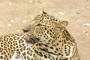 Leopard oder Panther foto