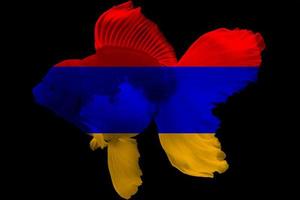 Flagge Armeniens auf Goldfisch foto