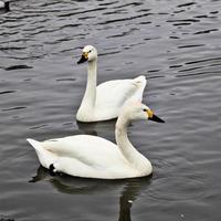 eine Nahaufnahme von einem Bewick Swan foto