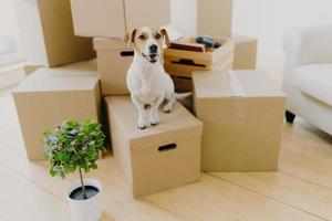 Foto eines kleinen braun-weißen Jack-Russel-Terrier-Hundes posiert auf Kartons, eingetopfter grüner Topf in der Nähe, entfernt sich zusammen mit Gastgebern in einem neuen Haus. tiere, hypotheken und immobilienkonzept