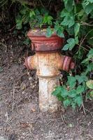 Verrosteter Hydrant im Wald foto