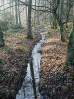 frostiger Morgen im Winter foto