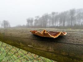 Farbiger Baumpilz auf Holzzaun foto