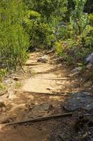 Wanderweg im Wald von Kirstenbosch National Botanical Garden. foto