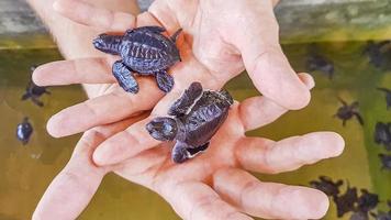 süße schwarze schildkrötenbabys auf den händen in bentota sri lanka. foto