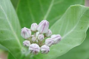 Knospen lila Blume der riesigen indischen Wolfsmilch oder gigantische Schwalbenwurz auf Ast und hellgrünen Blättern Hintergrund, thailand. foto